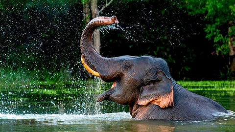 high court stops import of native elephants from other states; supreme court stays order
