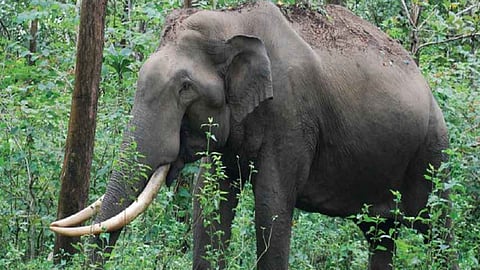 കൽപ്പറ്റയിൽ കാട്ടാനയുടെ ആക്രമണത്തിൽ വയോധികന് പരിക്കേറ്റു