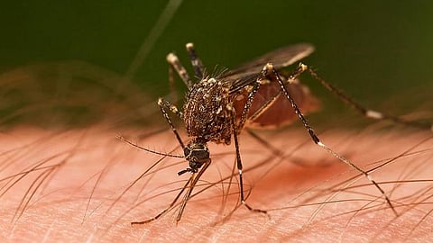 dengue patients is increasing in kothamangalam