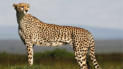 cheetah project