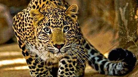 Leopard found at koratty chirangara, alert by panchayat