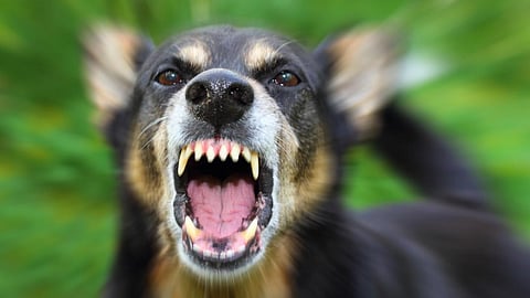 stray dog bit housewife in palakkads vadakkancherry tests positive for rabies