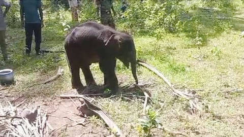 കൃഷ്ണ... വനം വകുപ്പിന്റെ കൈയിൽ സുരക്ഷിതം