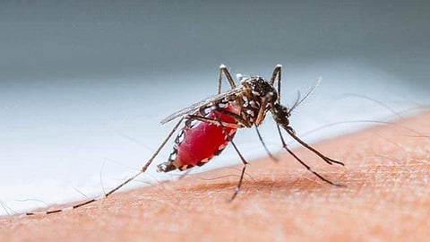 Mass dengue fever reported in Kalamassery municipality