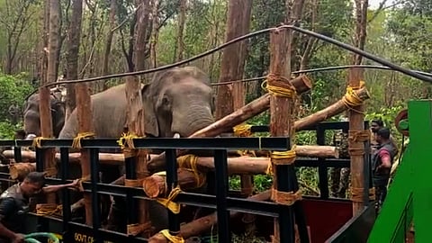 പിടി 7 ന്റെ ഒരു കണ്ണിന്റെ കാഴ്ച നഷ്ടമായി; എയർ ഗൺ പെല്ലറ്റ് കൊണ്ടതാകാമെന്ന് റിപ്പോർട്ട്