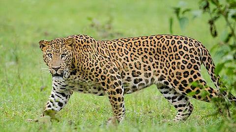 Tiger - Representative Image