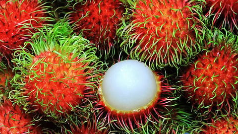 Rambutan