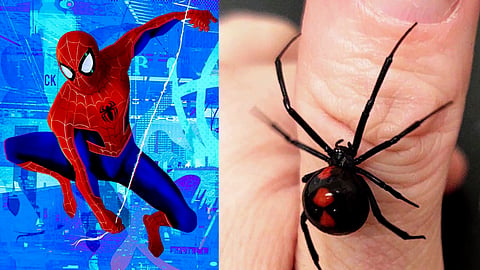 Black Widow Spider