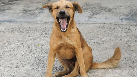 500 stray dog killed in 1 week in telangana