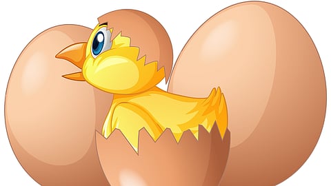 Little chick hatching out of the egg