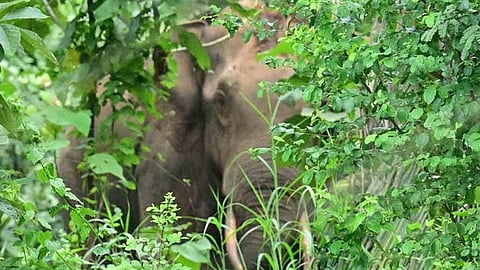 fear of the wild elephant without a solution