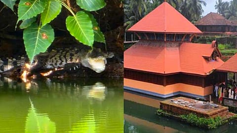 ക്ഷേത്രക്കുളത്തിൽ കണ്ടെത്തിയ പുതിയ മുതല