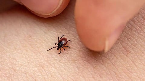 scrub typhus one death at thrissur