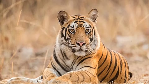 tiger again in pulpally