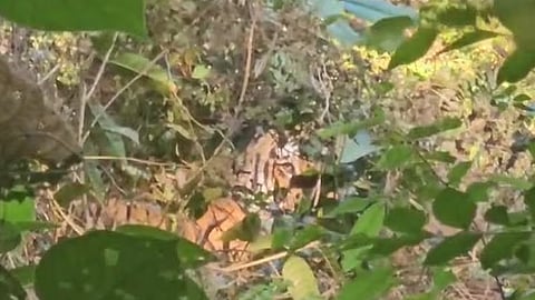 കടുവ കുടുങ്ങിയ നിലയിൽ