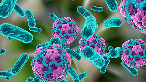 gujarat reports fatal chandipura virus infection