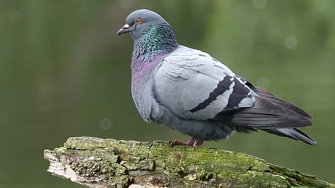 Pigeon- Representative Images