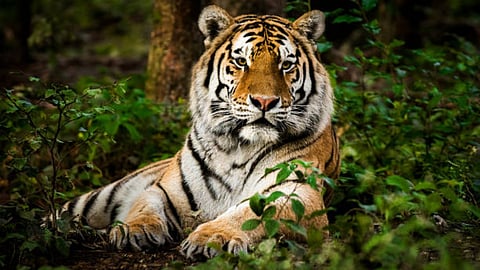 Tiger that killed man in Malappuram caught after 53-day long search