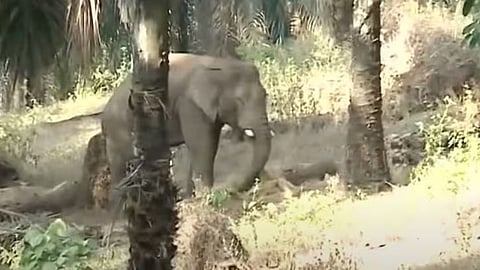 അതിരപ്പിള്ളിയിൽ വീണ്ടും കാട്ടാനക്കൂട്ടം: റോഡ് ഉപരോധിച്ച് കോൺഗ്രസ് പ്രവർത്തകർ