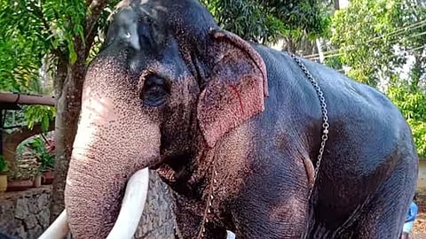 Mangalamkunnu Ayyappan temple elephant died