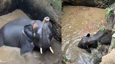 wild elephant fell into the well in Kothamangalam