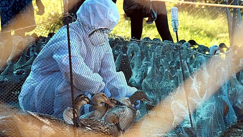 bird flu prevention warning