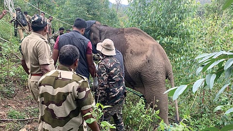 കാലിൽ കയർ കുരുങ്ങിയ കാട്ടാനയ്ക്ക് വനം വകുപ്പിന്റെ രക്ഷാഹസ്തം