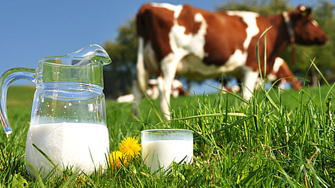 special story about food abundance