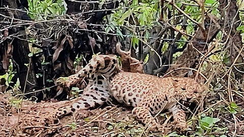 tiger rescued in Palakkad died due to internal bleeding and heart attack postmortem report