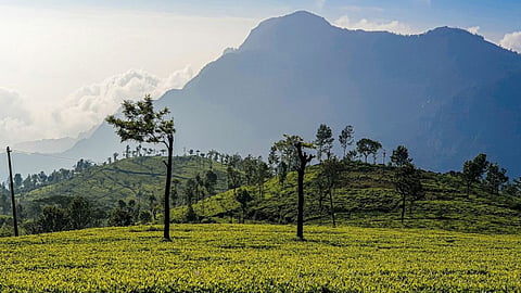 Record temperature in Munnar