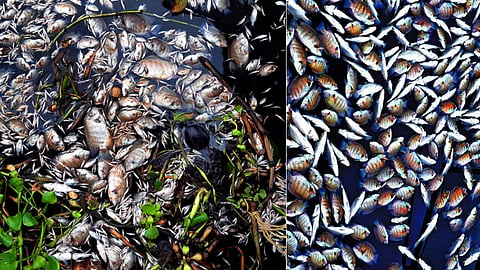 mass fish death periyar