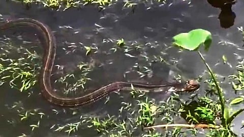 kothamangalam caught a huge king cobra standing on the fort