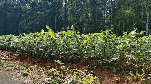 കപ്പകൃഷി
