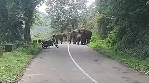 നെല്ലിയാമ്പതിയിൽ ബൈക്ക് യാത്രക്കാർക്ക് നേരെ പാഞ്ഞടുത്ത് കാട്ടാനക്കൂട്ടം