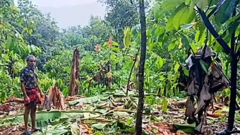 wild elephant attack at kothamangalam neendapara