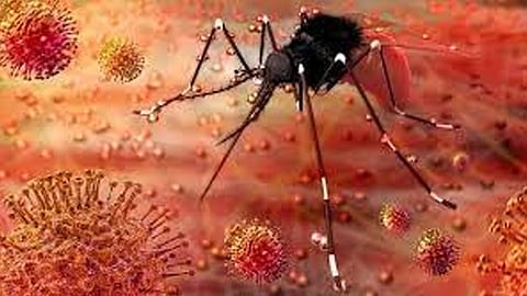4 people have been diagnosed with malaria malappuram
