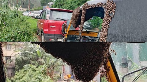 bees swarms on an autorickshaw