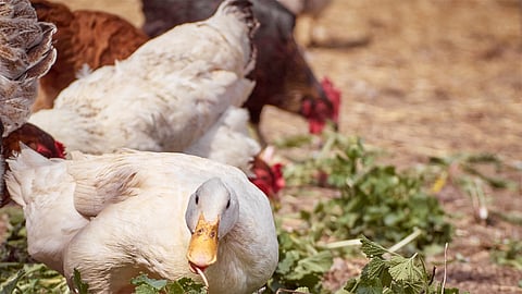 Poultry farmers concerned over ban