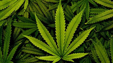 Hybrid cannabis case accuses statement against malayalam actors