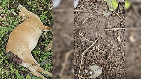 വാടട്ടുപാറയിൽ പറമ്പിൽ മേയാൻ വിട്ട പശുവിനെ കൊല്ലപ്പെട്ട നിലയിൽ കണ്ടെത്തി: പുലിയുടെ ആക്രമണത്തിൽ കൊല്ലപ്പെട്ടതെന്ന് പ്രാഥമിക നിഗമനം