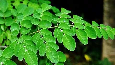 drumstick leaf poison on karkkidaka month