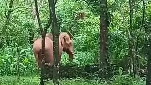 wild elephant at kothamangalam