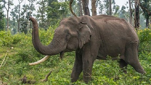 wild animal attack one death in kothamangalam