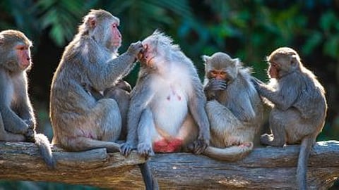 catch a monkey, you will get a reward of Rs. 600