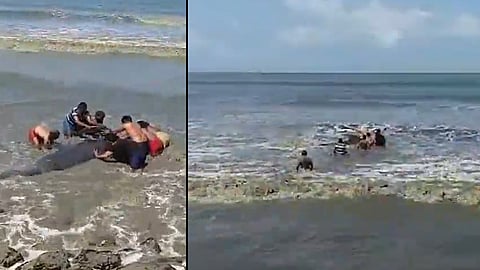 fishermans rescued whale got stuck on sandbank