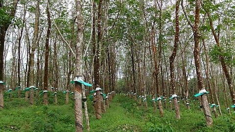 വിലയിടിവില് റബർ കര്ഷകര് ദുരിതത്തിൽ