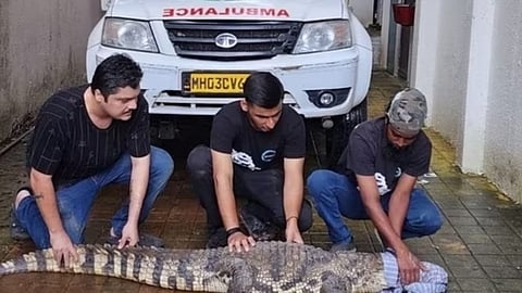 crocodile