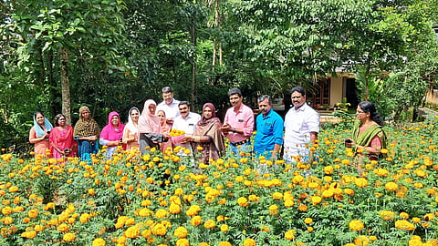 onam flower harvest