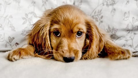 unnecessary usage of antibiotics in domestic animals