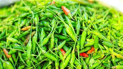 kanthari chilli rate increased